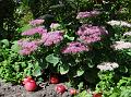 2014-0823-1425_Sedum_18,4C